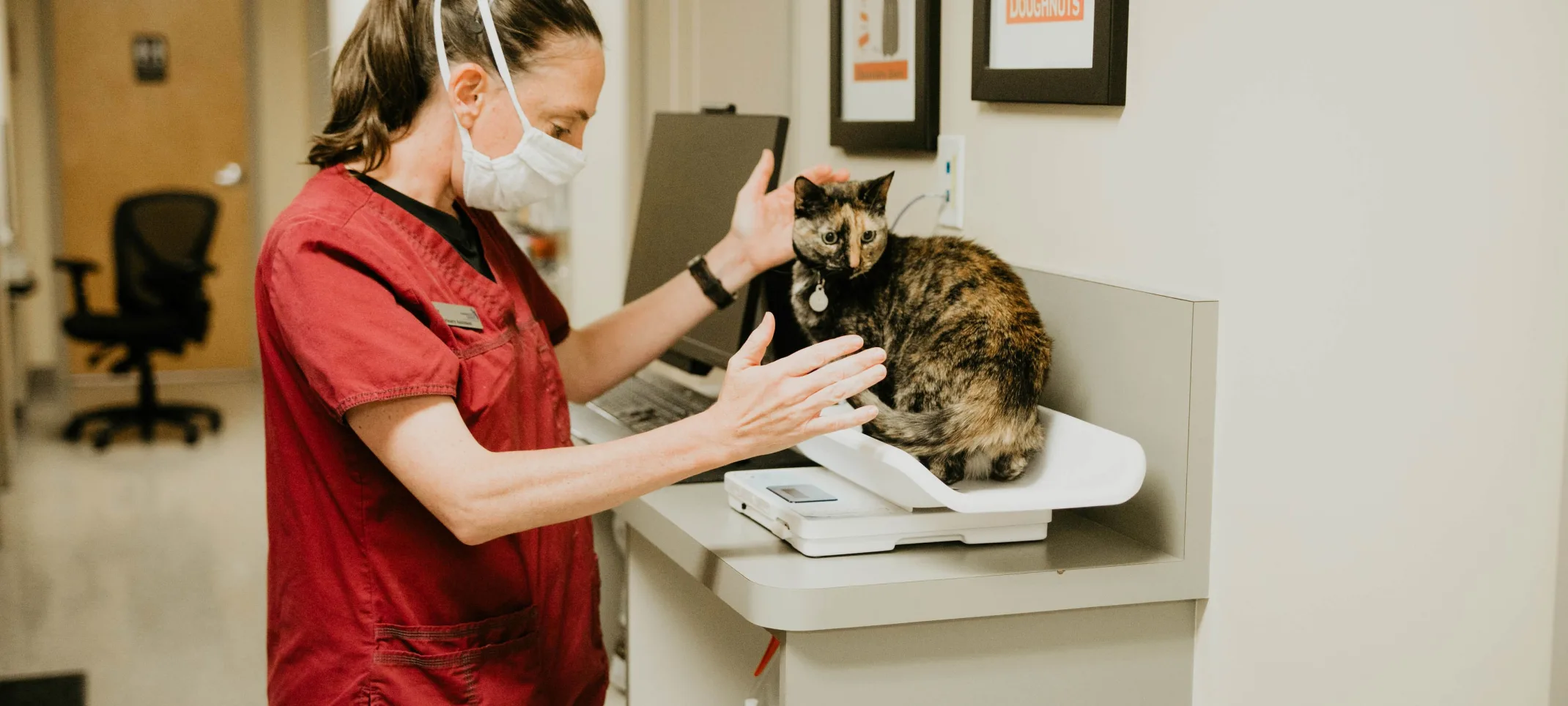 Weighing a feline at Chambers Creek Veterinary Hospital 